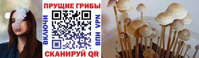 Псилоцибиновые грибы прущие грибы  Новотроицк 